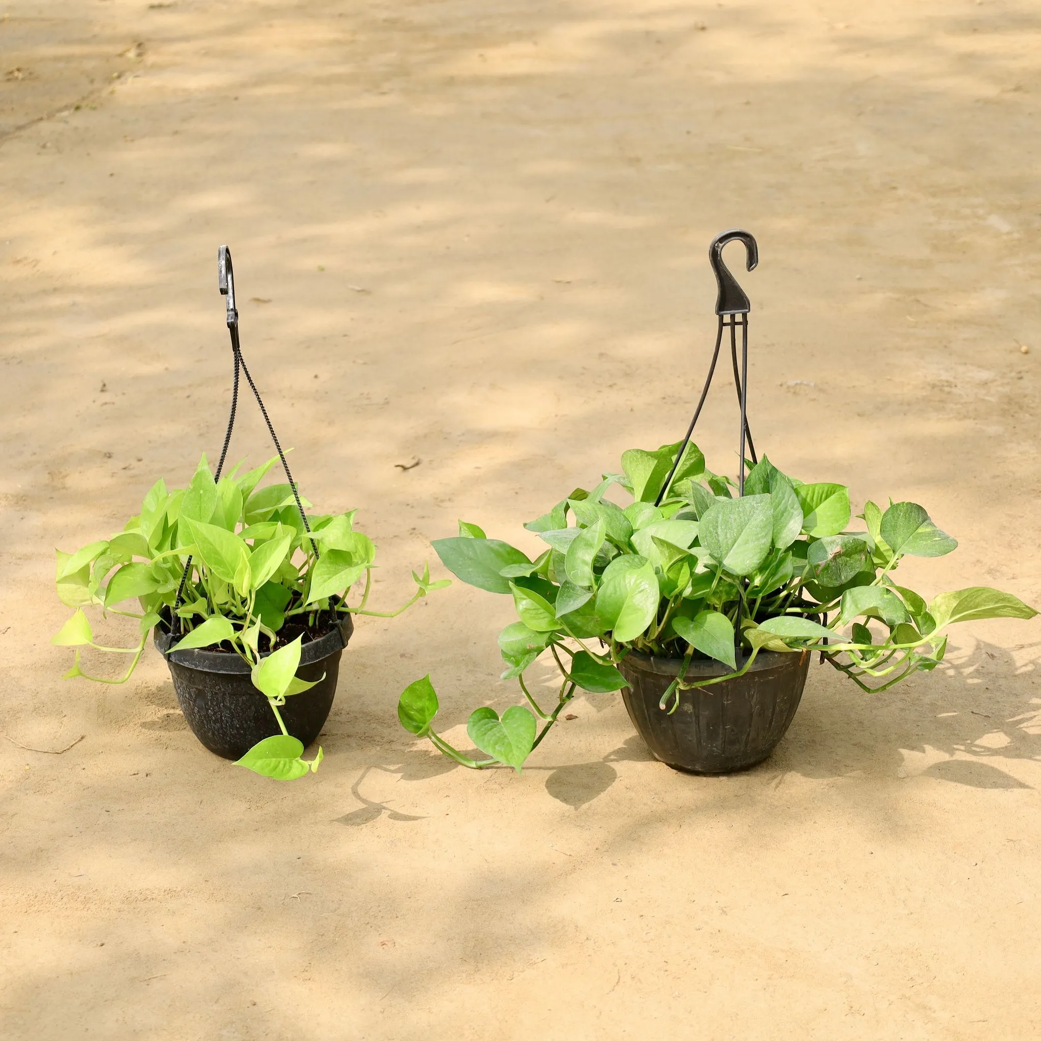 Set of 2 - Money Plant Green & Money Plant Golden in 8 Inch Hanging Basket (Any Colour)