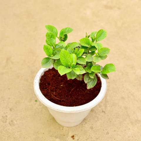 Gandhraaj / Gardenia in 8 Inch White Classy Plastic Pot