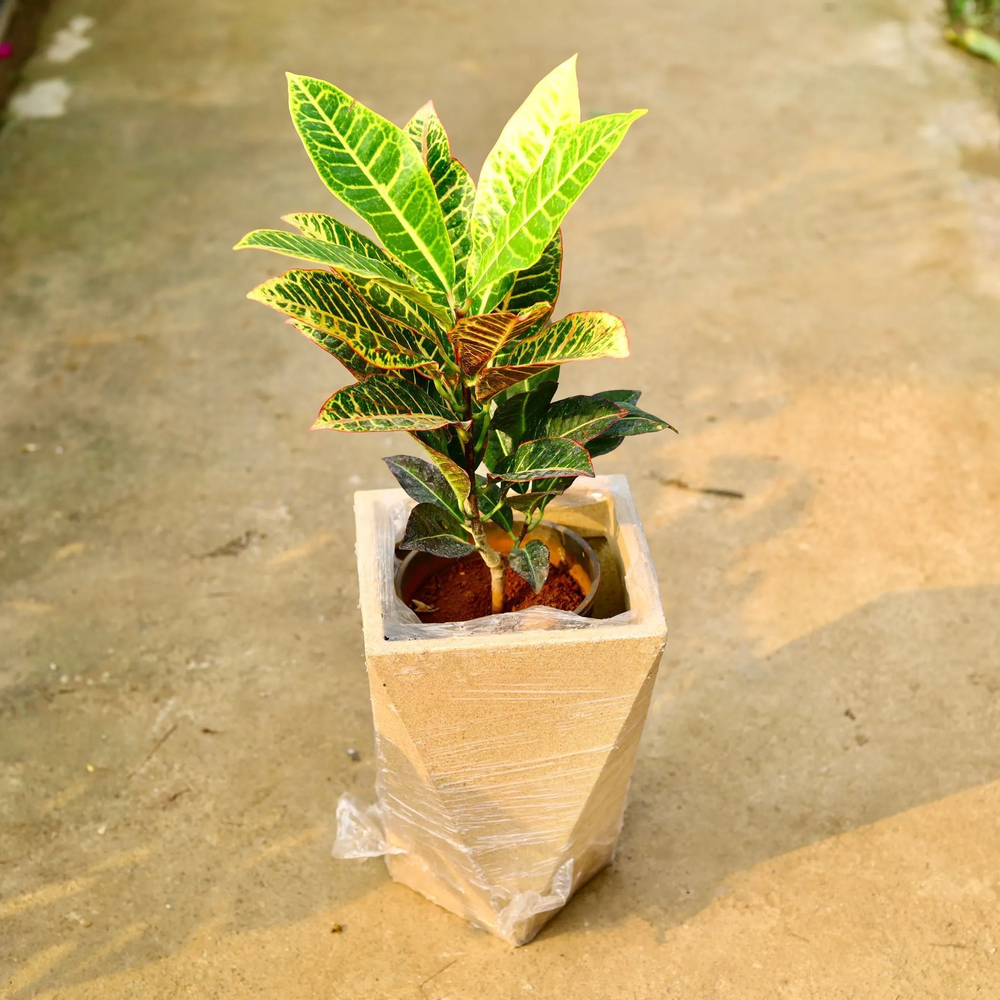 Croton Petra in 8 X 12 Inch Sandstone Premium Fantasia Fiberglass Planter- Durable large size decorative fiber pot for indoor outdoor plants with 5 year warranty
