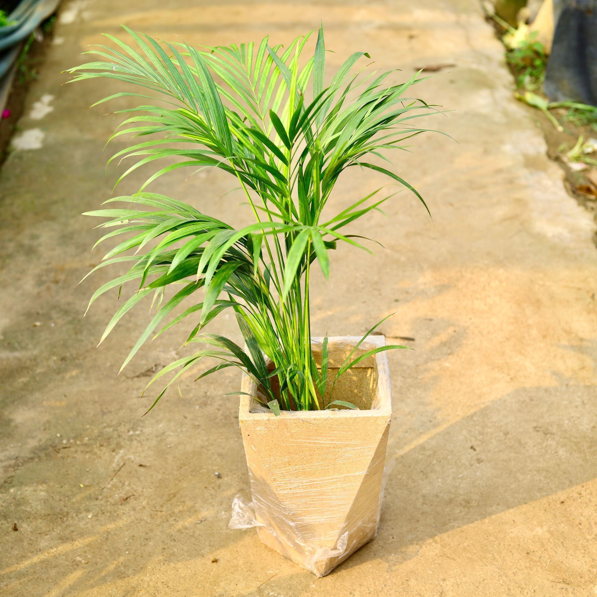 Areca Palm (~ 3 ft) in 8 X 12 Inch Sandstone Premium Fantasia Fiberglass Planter- Durable large size decorative fiber pot for indoor outdoor plants with 5 year warranty