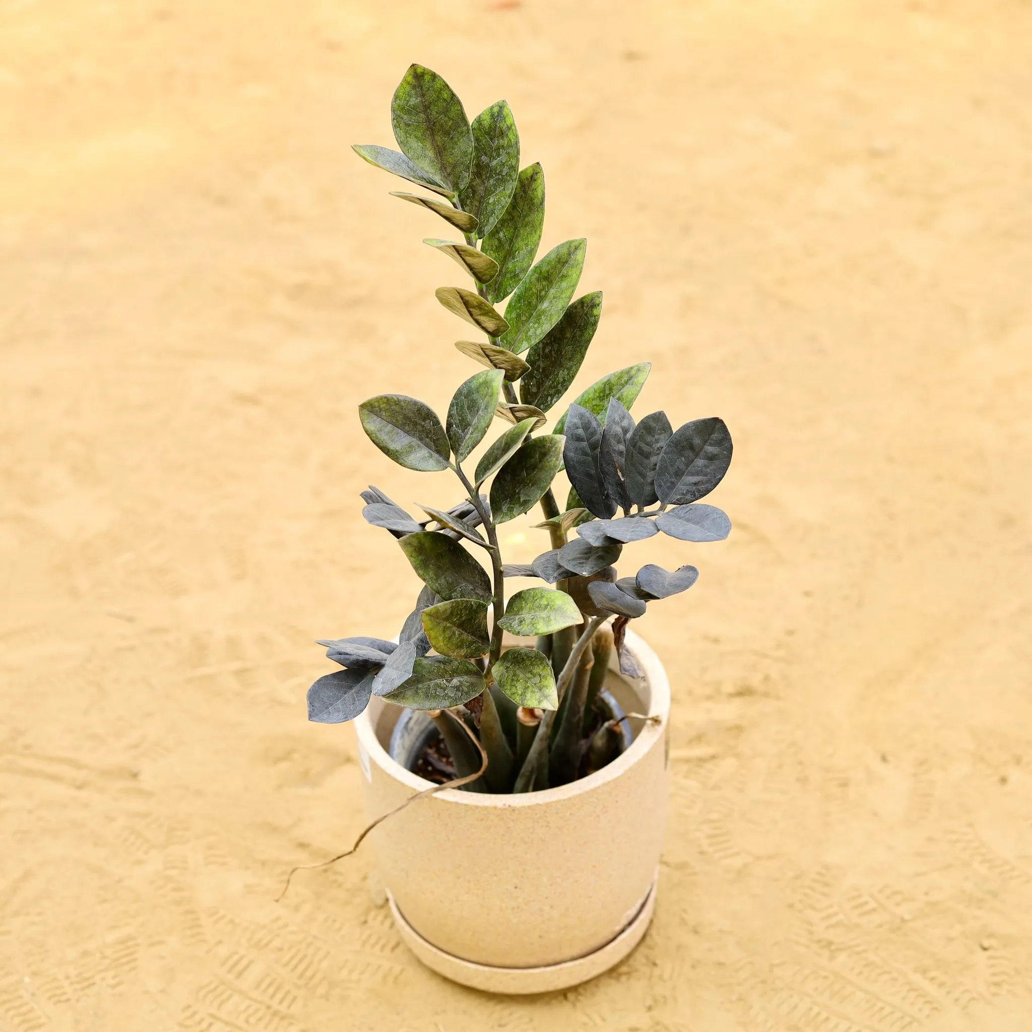 Zz Black in 08 X 08 Inch Sandstone Premium Convessa Fiberglass Planter - Durable Large Size Decoratiive Fiber Pot For Indoor Outdoor Plants With 5 Year Warranty