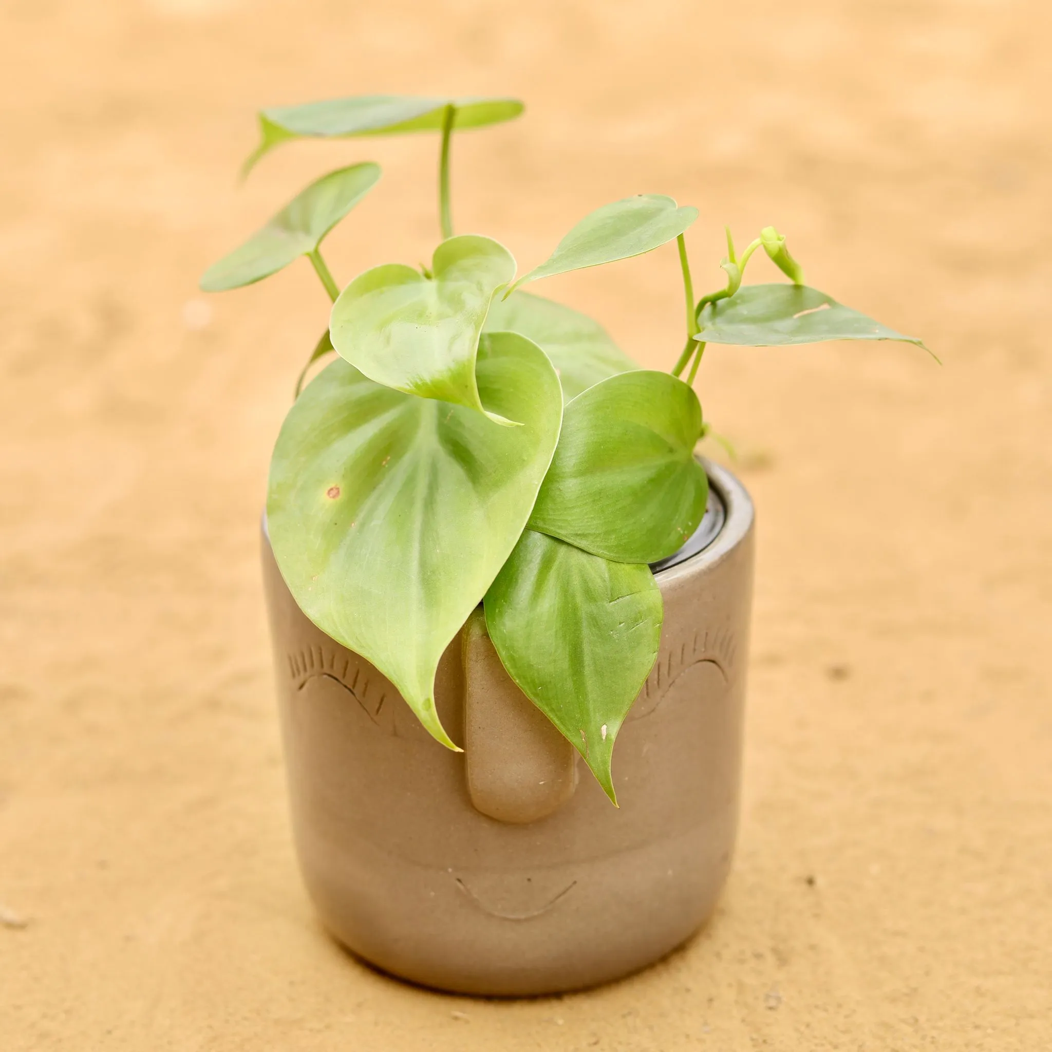 Oxycardium Green in 3.5 Inch Grey 3D Cute Face Textured Ceramic Pot - Minimalist Glossy Succulent Pot, Indoor Flower Pot for Home and Office Decor