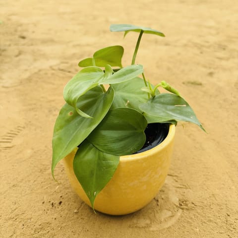 Buy Oxycardium Green in 4 Inch Live Plant Yellow Tribal Themed Handmade Taper Ceramic Pot - Minimalist Glossy Succulent Pot, Indoor Flower Pot for Home and Office Decor Online at Best Price