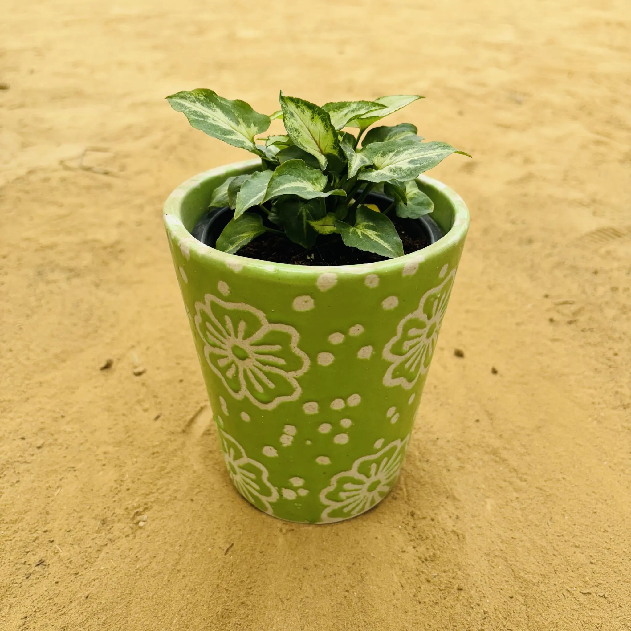 Syngonium Alba Dwarf in 5.25 Inch Green Floral Designer Balti Shaped Ceramic Pot
