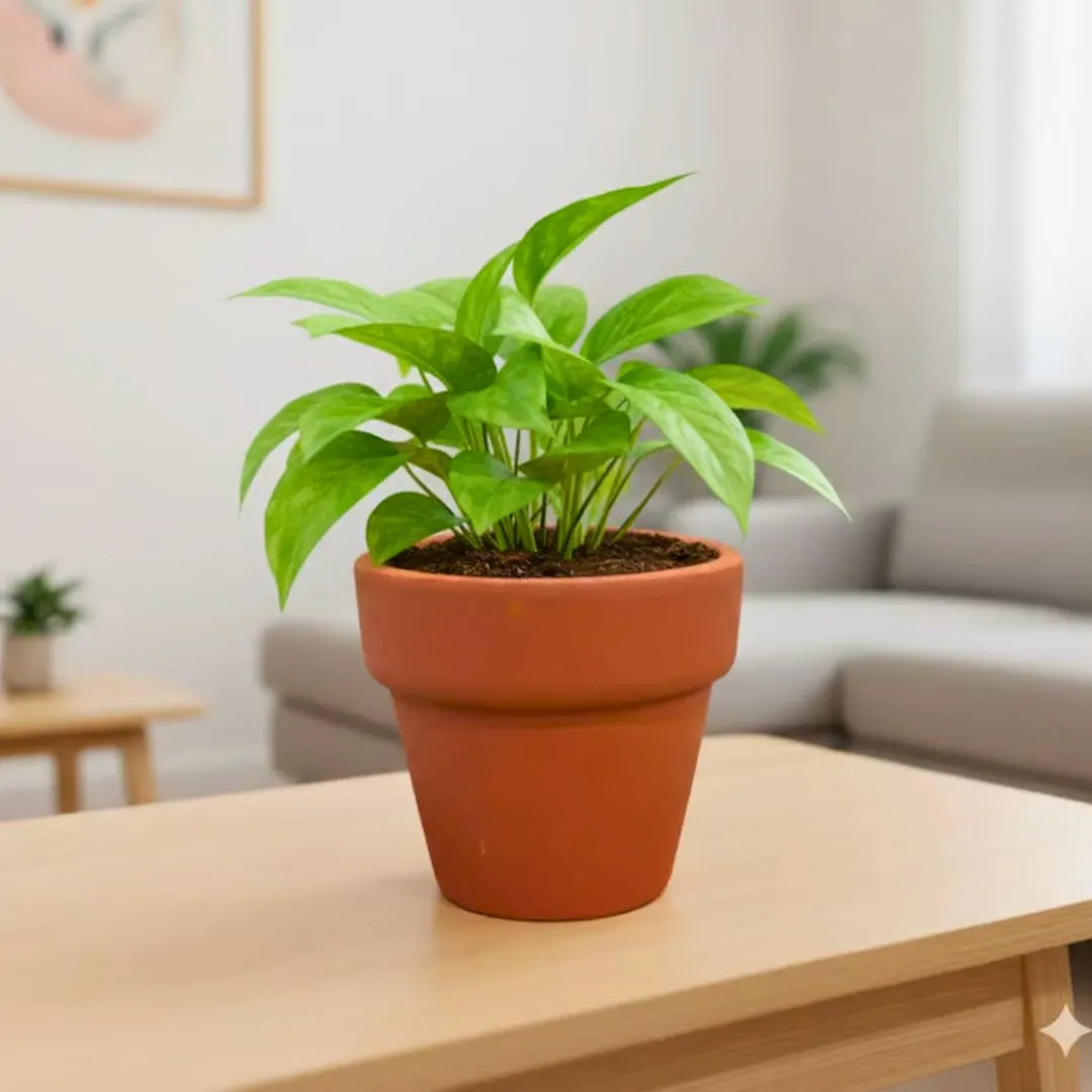 Gift Ready - Money Plant Green in 3 inch Dhara Maati Pot - Natural Clay Classic Look