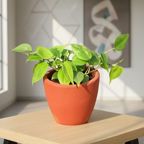 Oxycardium Green in 4 inch Shilp Maati Pot - Chic Small Pot for Decor Corners