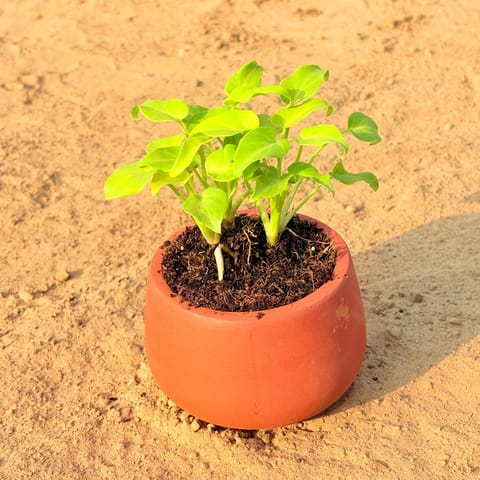 Xanadu Golden in 4 inch Bhoomi Maati Pot - Wide-Mouth Rustic Matte Beauty