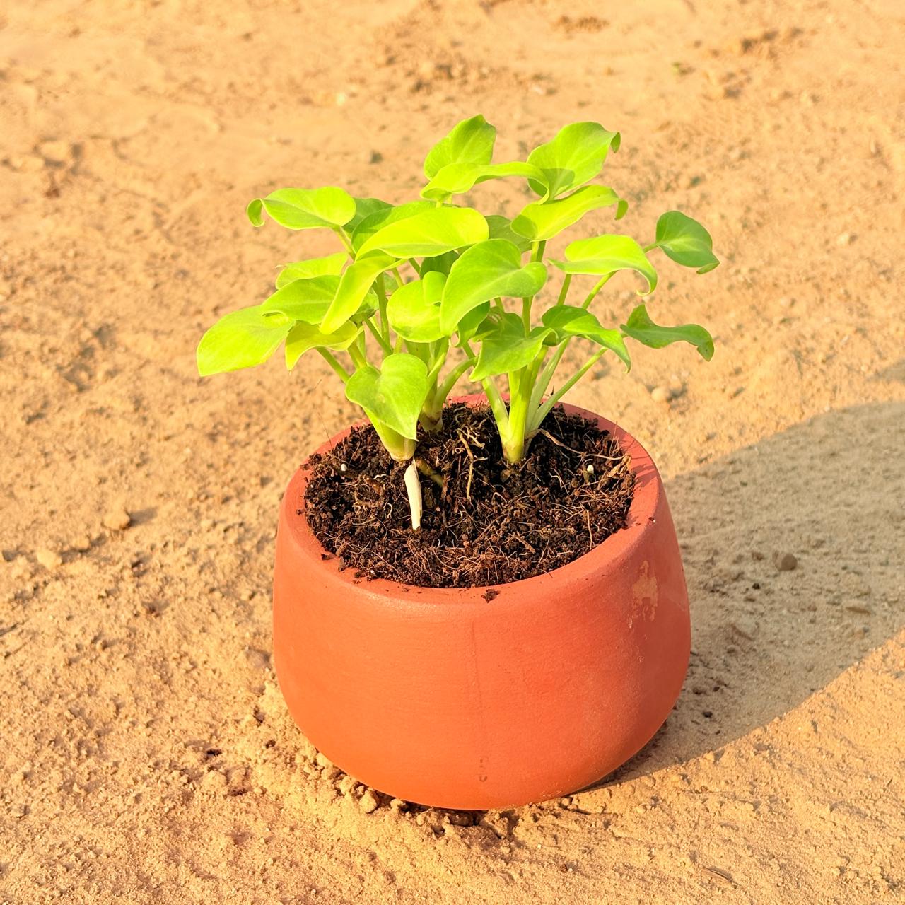 Xanadu Golden in 4 inch Bhoomi Maati Pot - Wide-Mouth Rustic Matte Beauty