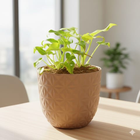Xanadu Golden in 4 Inch Mocha Leafora Premium Plastic Planter