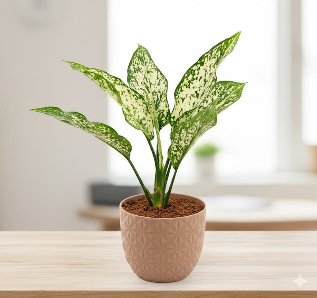 Aglaonema Snow White in 4 Inch Mocha Leafora Premium Plastic Planter