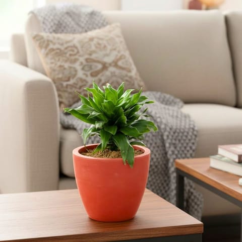 Gift Ready - Dracaena Compacta in 4 inch Shilp Maati Pot - Chic Small Pot for Decor Corners - comes in a beautiful gifting bag
