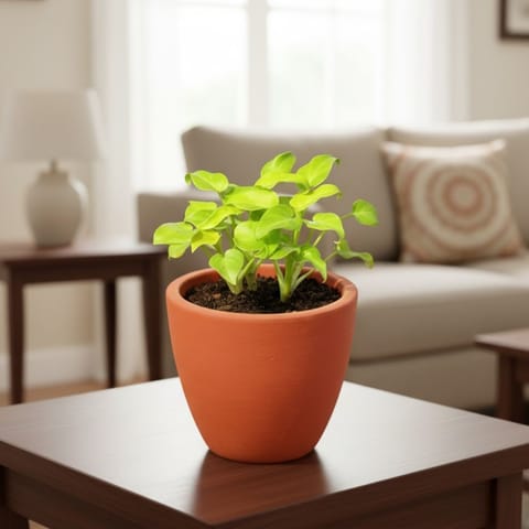 Gift Ready - Xanadu Golden in 4 inch Shilp Maati Pot - Chic Small Pot for Decor Corners - comes in a beautiful gifting bag