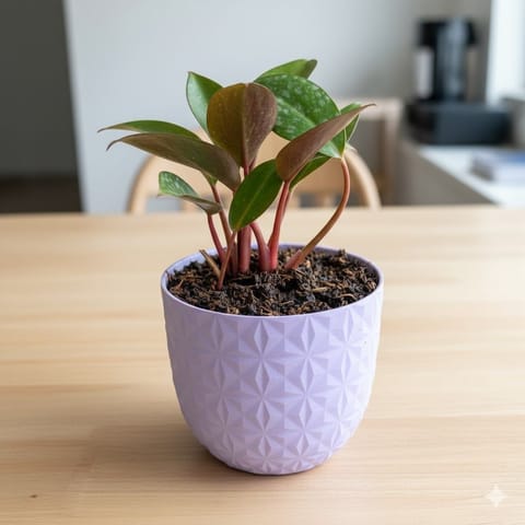 Gift Ready - Philodendron Red in 4 Inch Purple Leafora Premium Plastic Planter - with Gift Bag