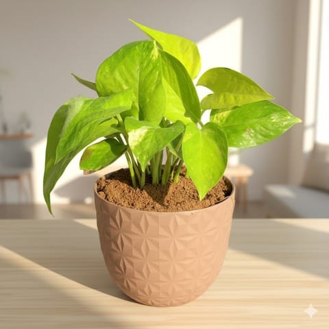 Gift Ready - Money Plant Golden in 4 Inch Mocha Leafora Premium Plastic Planter - with Gift Bag