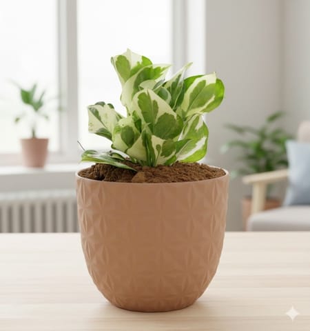 Gift Ready - Money Plant N'joy in 4 Inch Mocha Leafora Premium Plastic Planter - with Gift Bag