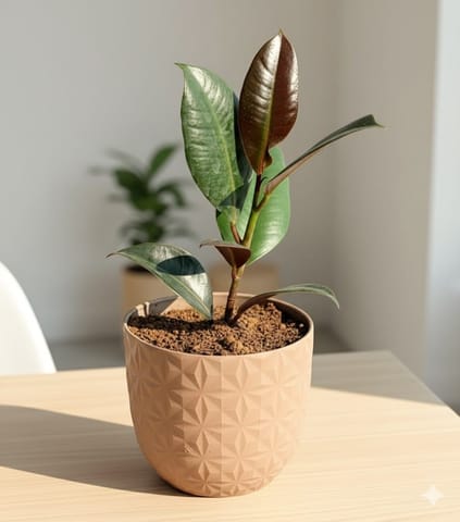 Gift Ready - Rubber in 4 Inch Mocha Leafora Premium Plastic Planter - with Gift Bag