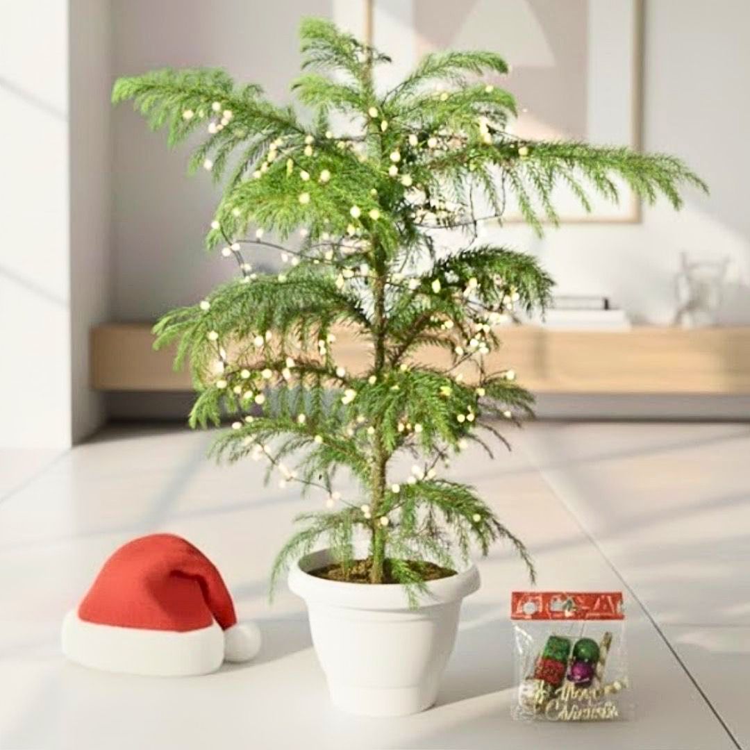 Araucaria / Christmas Tree (~ 1.5 Ft) in 7 Inch Classy White Plastic Pot