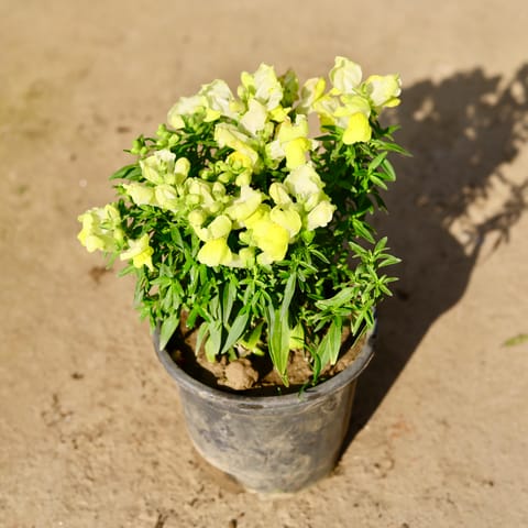 Antirrhinum Majus (Snapdragon) /  Dog flower (Any Colour) in 6 Inch Nursery Pot