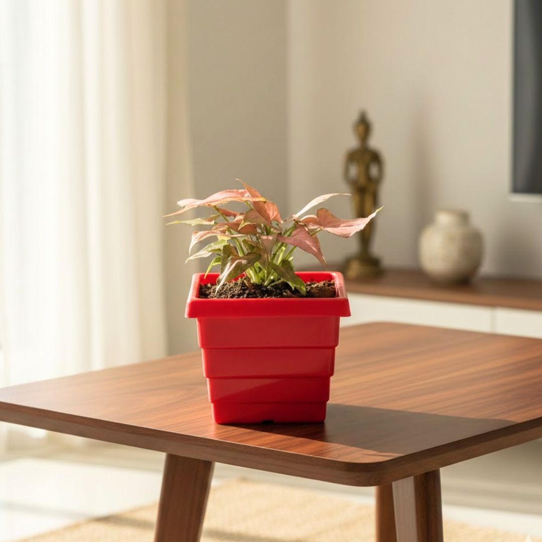 Syngonium Pink Arrowhead in 4 Inch Red Premium Orchid Square Plastic Pot