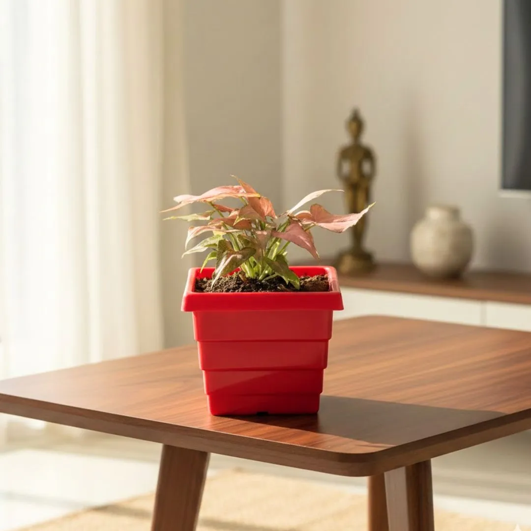 Syngonium Pink Arrowhead in 4 Inch Red Premium Orchid Square Plastic Pot