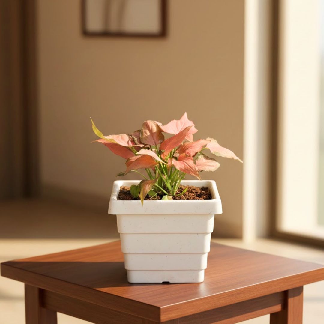 Syngonium Pink Arrowhead in 4 Inch White Marble Premium Orchid Square Plastic Pot