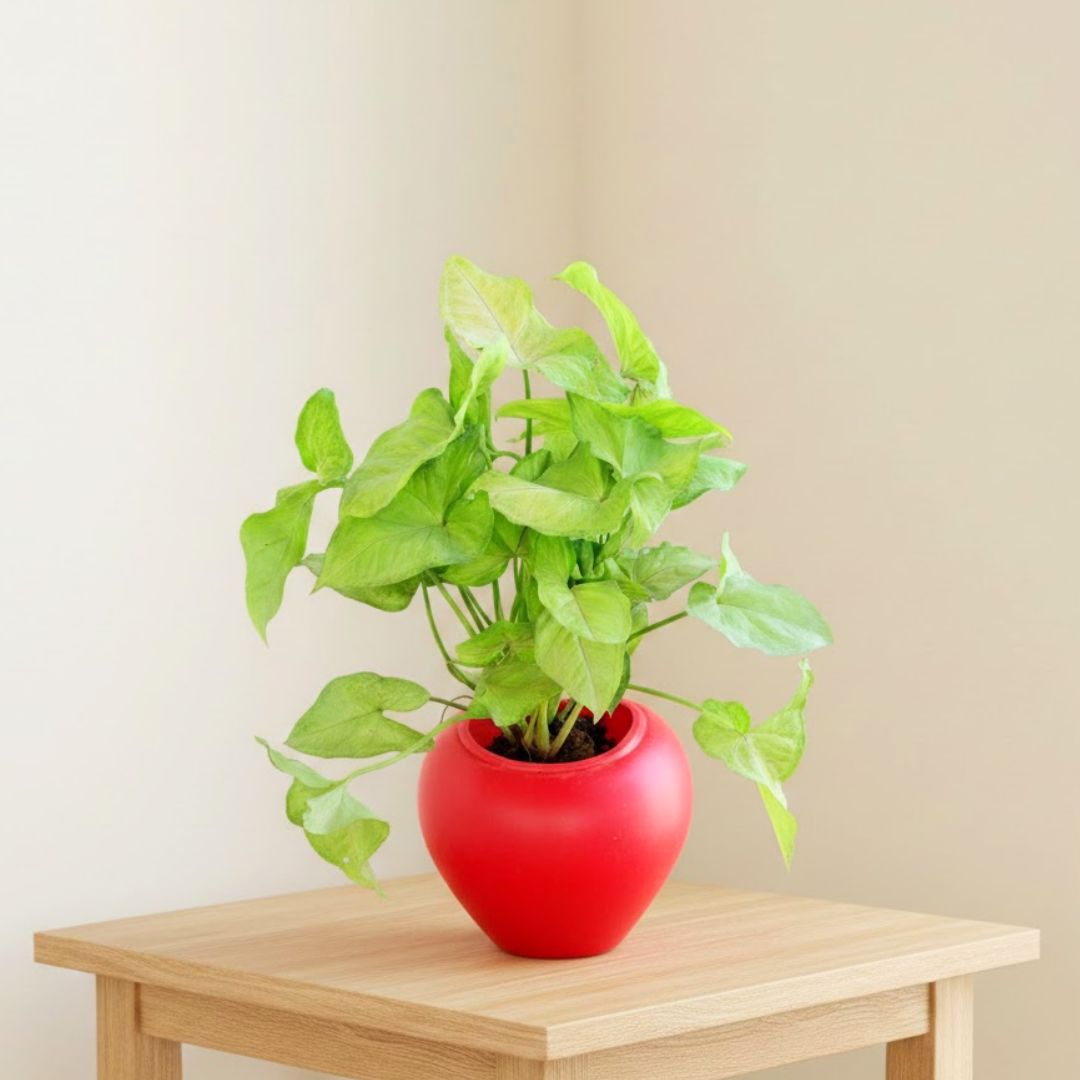 Syngonium White in 7 Inch Red Premium Apple Leaf Plastic Pot