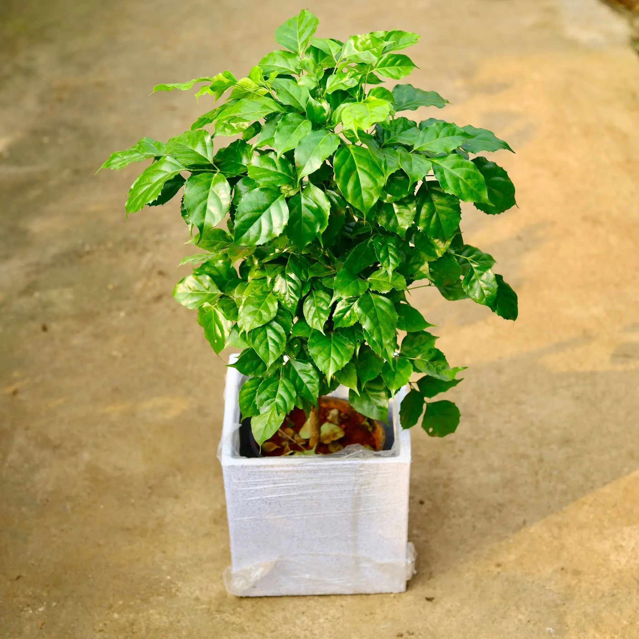 Radermachera / China Doll in 12 X 12 Inch White Premium Kyvos Fiberglass Planter- Durable large size decorative fiber pot for indoor outdoor plants with 5 year warranty