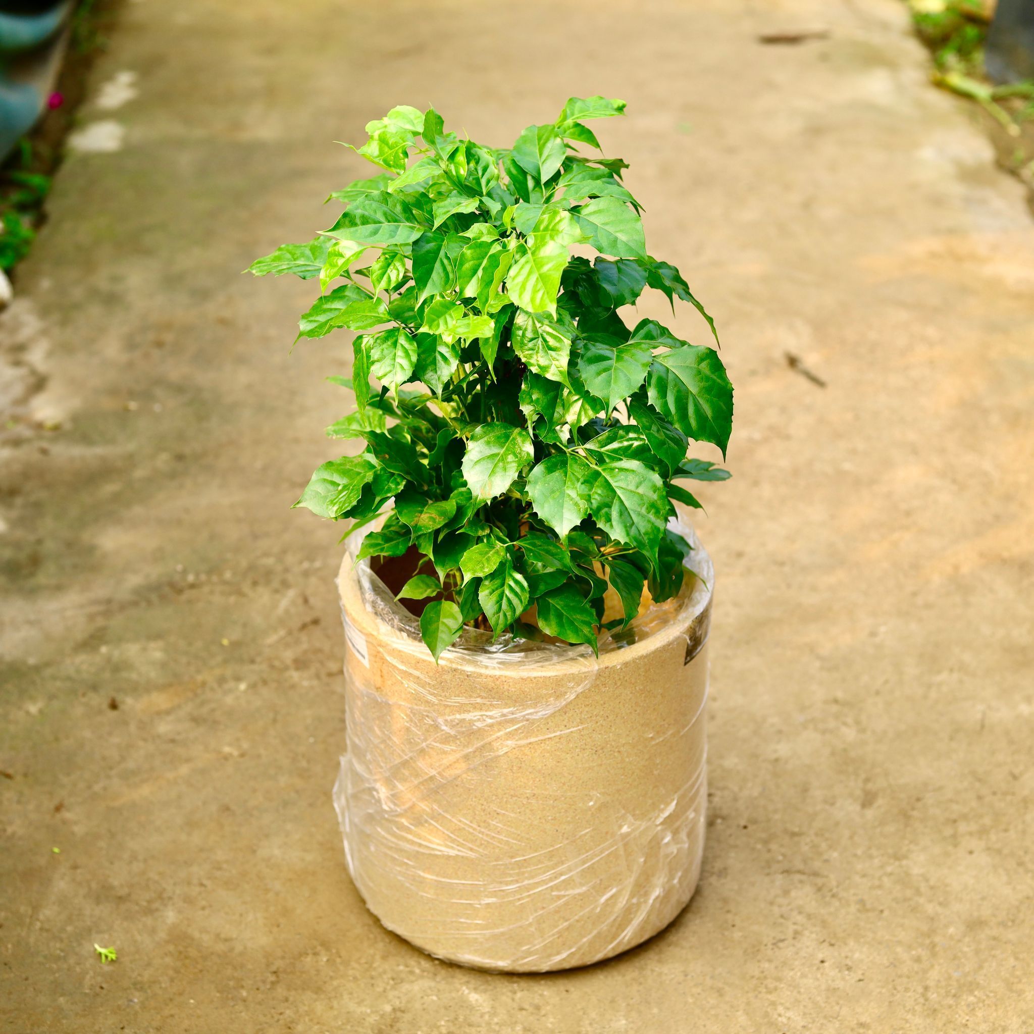 Radermachera / China Doll in 11 X 11 Inch Sandstone Premium Dochieo Fiberglass Planter- Durable large size decorative fiber pot for indoor outdoor plants with 5 year warranty