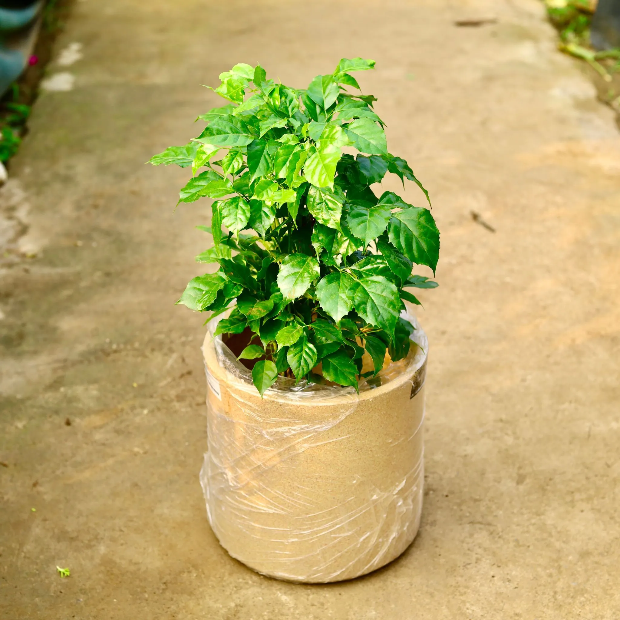 Radermachera / China Doll in 11 X 11 Inch Sandstone Premium Dochieo Fiberglass Planter- Durable large size decorative fiber pot for indoor outdoor plants with 5 year warranty