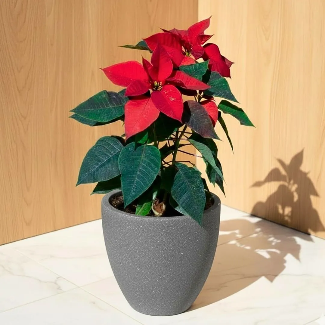 Poinsettia / Christmas Flower Red ( ~ 1 Ft) in 08 X 08 Inch Grey Premium Convessa Fiberglass Planter