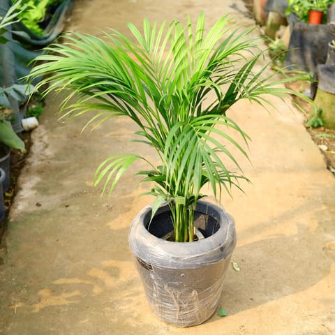 Areca Palm (~ 3.5 Ft) in 13 X 14 Inch Grey Premium Milo Fiberglass Planter- Durable large size decorative fiber pot for indoor outdoor plants with 5 year warranty