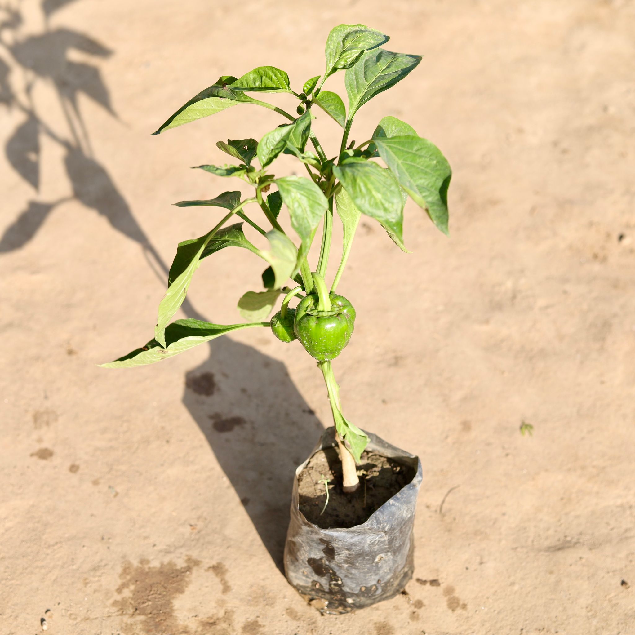 Capsicum / Shimla Mirch in 4 Inch Nursery Bag