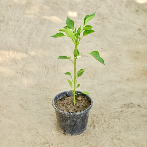 Capsicum / Shimla Mirch  in 6 Inch Nursery Pot