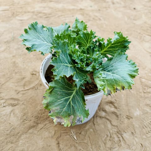 Kale Green in 6 Inch Nursery Pot