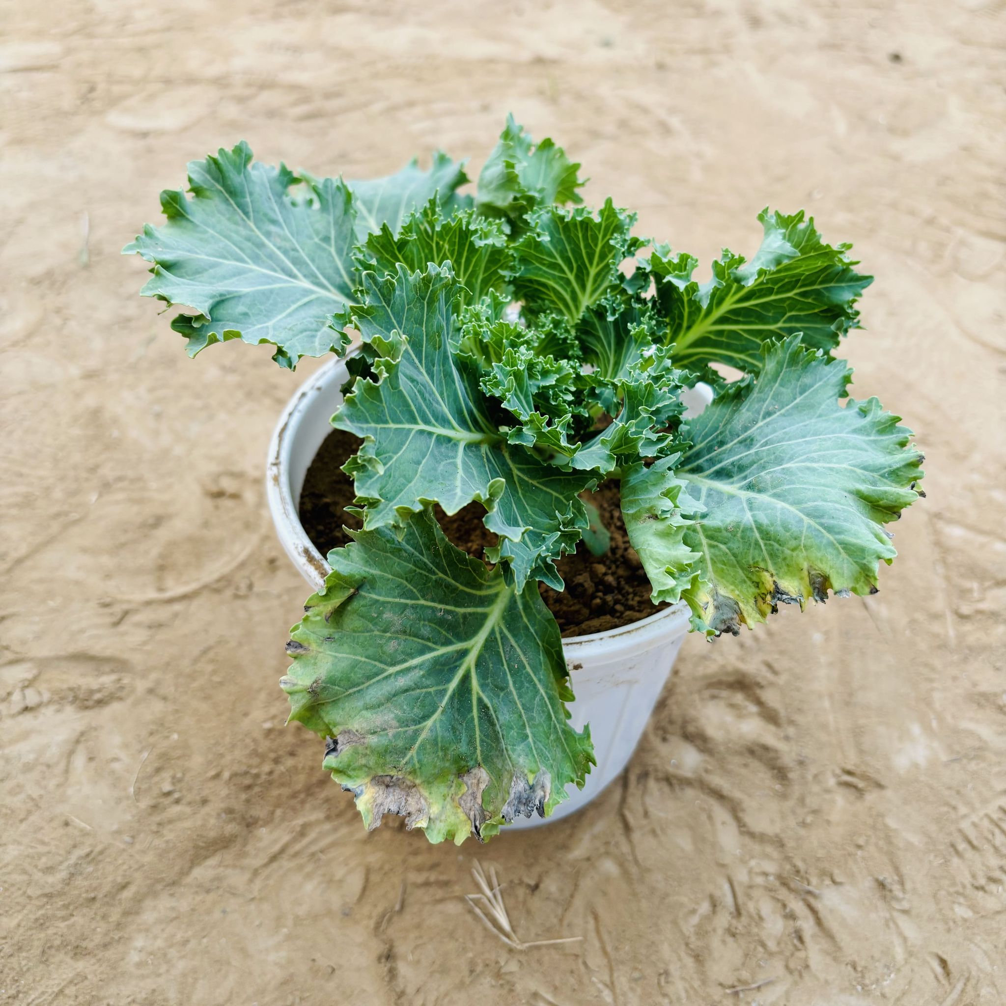 Kale Green in 6 Inch Nursery Pot