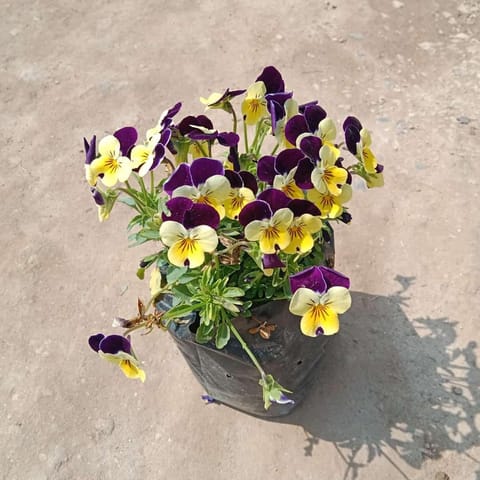 Voila Pansy (Any Colour) in 4 Inch Nursery Bag