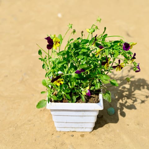 Voila Pansy (any colour) in 4 Inch White Marble Premium Orchid Square Plastic Pot