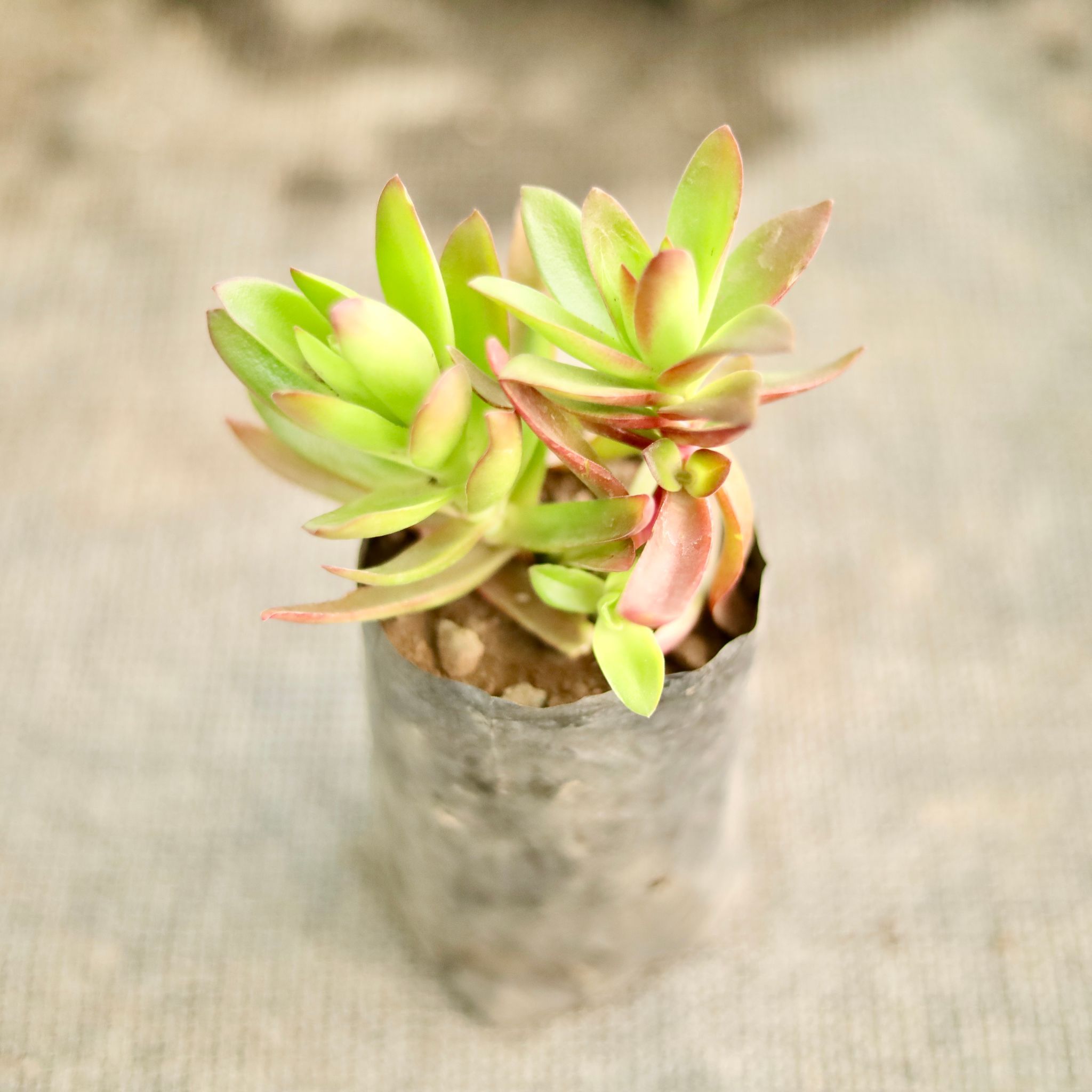 Crassula Campfire in 3 Inch Nursery Bag