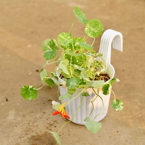 Nasturtium (any colour) in 7 Inch White Railing Single Hook Hanging Plastic Pot
