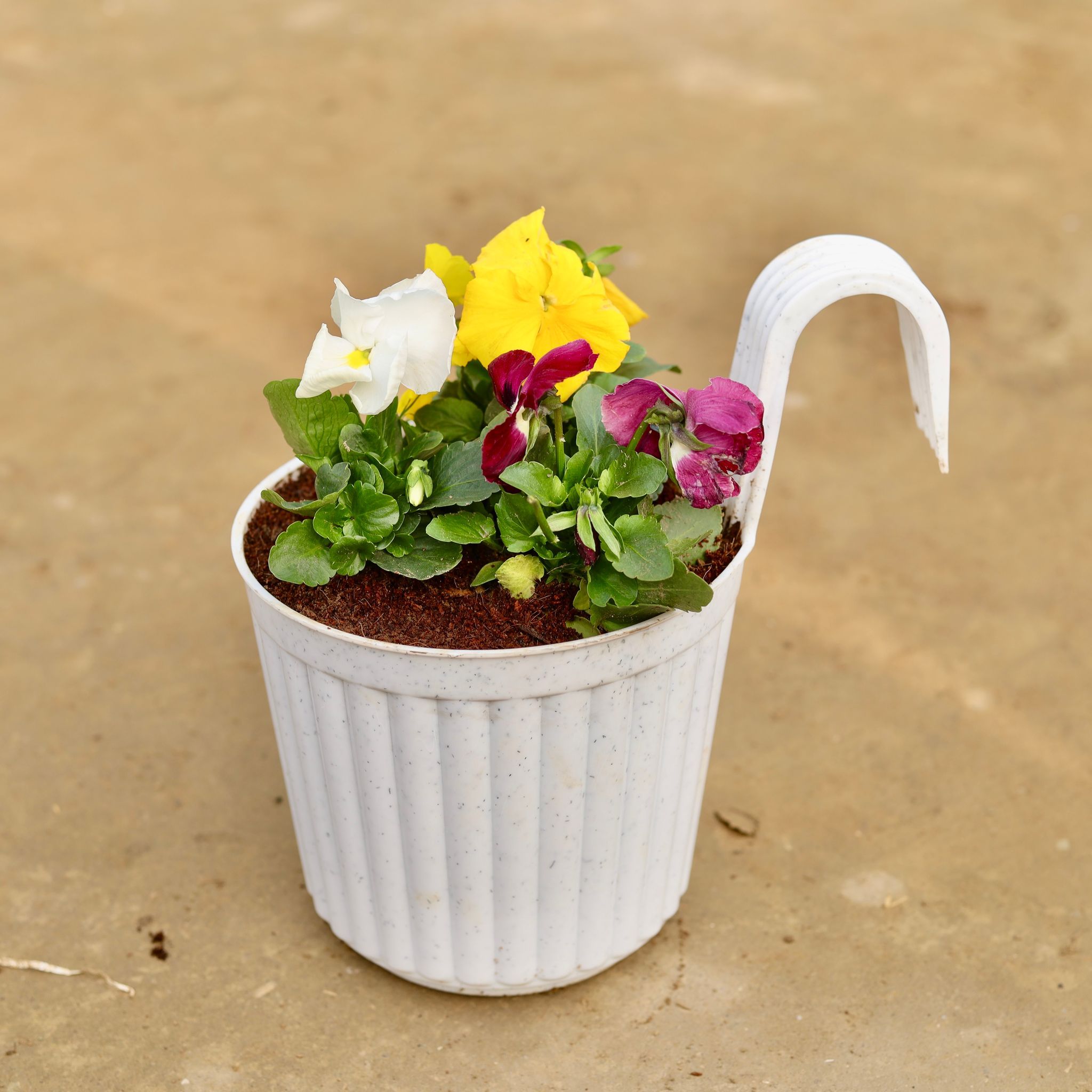 Pansy (any colour) in 7 Inch White Railing Single Hook Hanging Plastic Pot