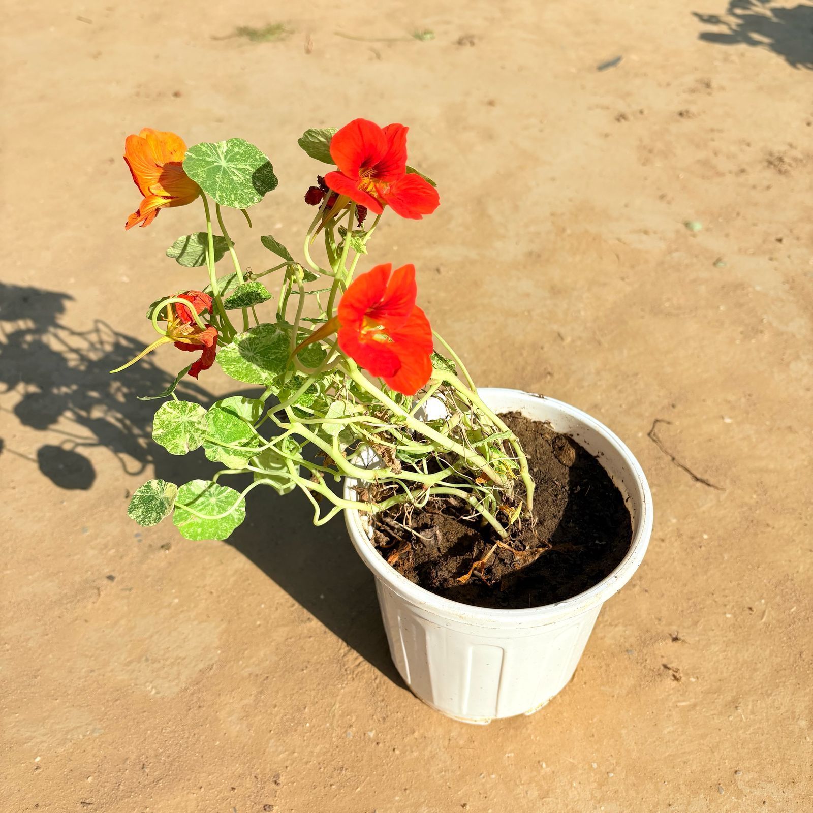 Nasturtium in 6 Inch White Super Nursery Pot