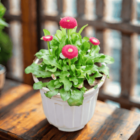 Daisy (any colour) in 6 Inch White Super Nursery Pot