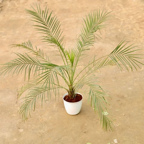 Phoenix Palm (~ 2 Ft) in 08 Inch White Premium Tokyo Square Plastic Pot