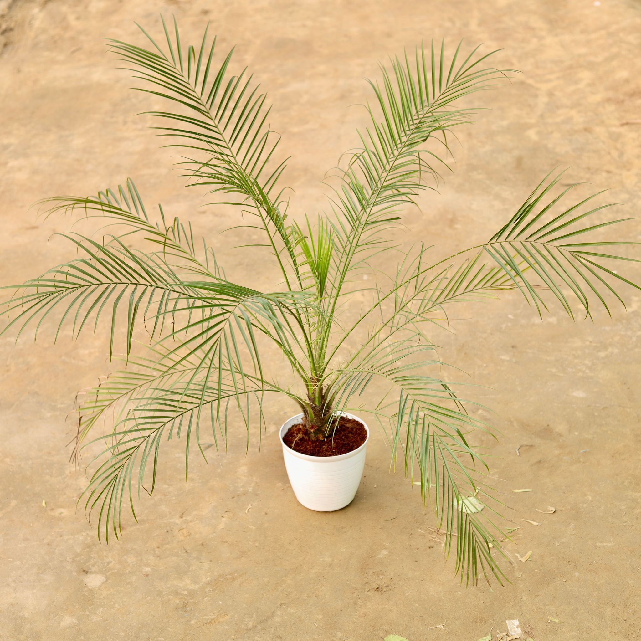 Phoenix Palm (~ 2 Ft) in 08 Inch White Premium Tokyo Square Plastic Pot