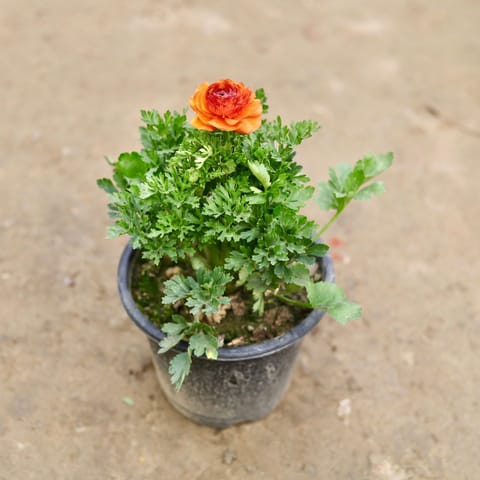 Ranunculus / Buttercup (any colour) in 5 Inch Nursery Pot