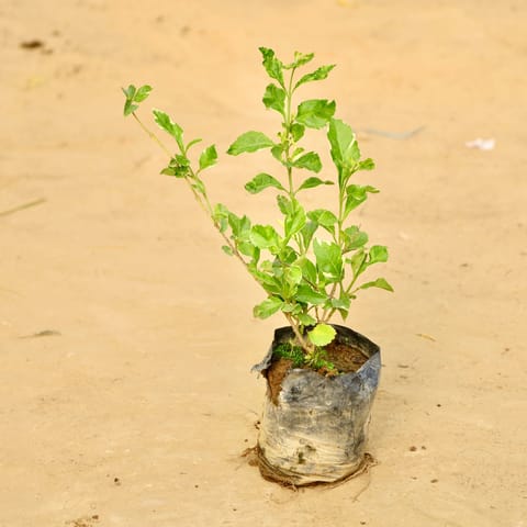 Duranta Green in 3 Inch Nursery Bag