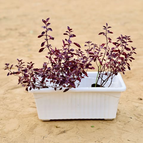 Three Laal Saag in 14 Inch White Premium Jupiter Rectangular Window Planter