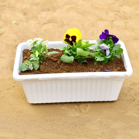 Pansy (Any Colour) in 14 inch White Premium Jupiter Rectangular Window Planter