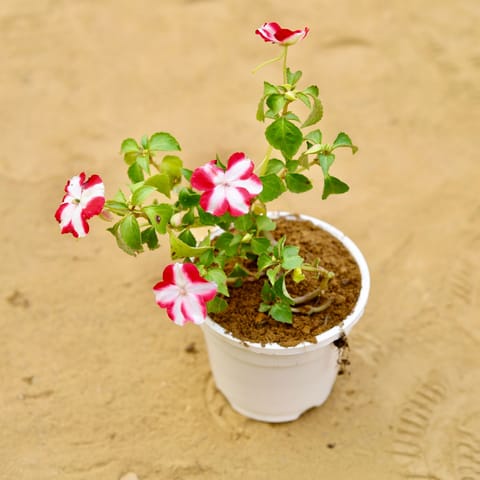 Impatients Balsamina (Any Colour) in 4 inch White Nursery Pot