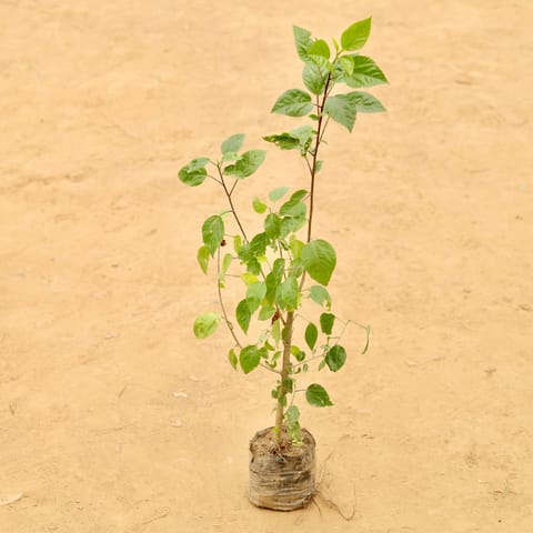 Hibiscus Double (any colour) (~ 1 Ft) in 3 Inch Nursery Bag